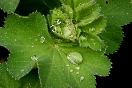 Regen in de tuin