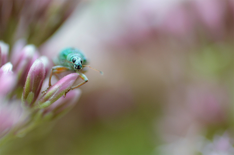 Groene snuitkever