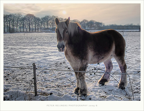 Paard in de kou