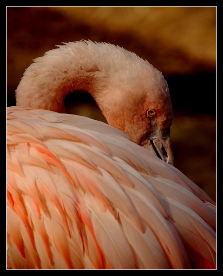 Flamingo