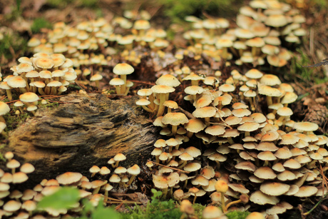 Groep paddenstoelen