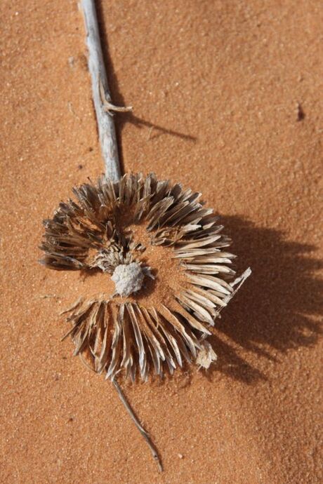 dry flower