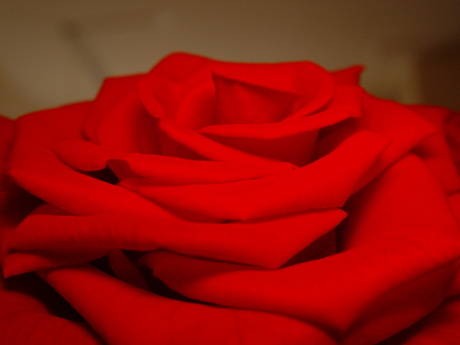 roos bij roza