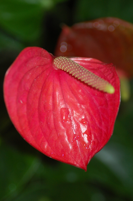 Anthurium Flamingoplant