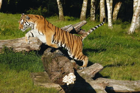 Jumping Tiger