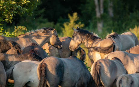 Conversation in the herd