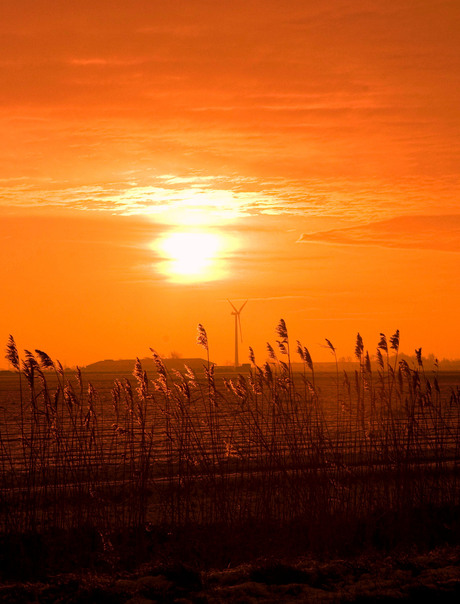 Zonsopkomst door het riet