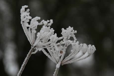 Frozen Flowers