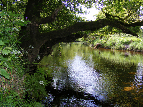 Kabbelend water