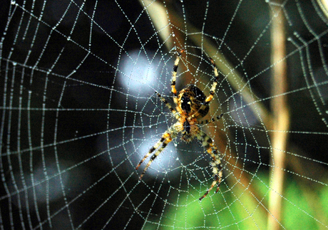 ochtend dauw op spinneweb