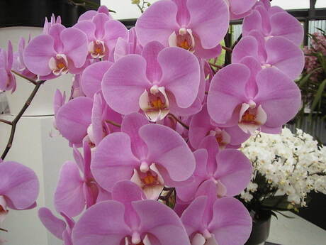 Orchidee01