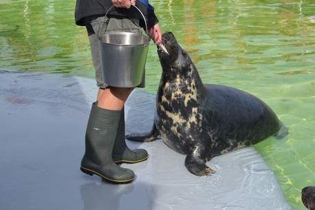 zeehond DSC_0974