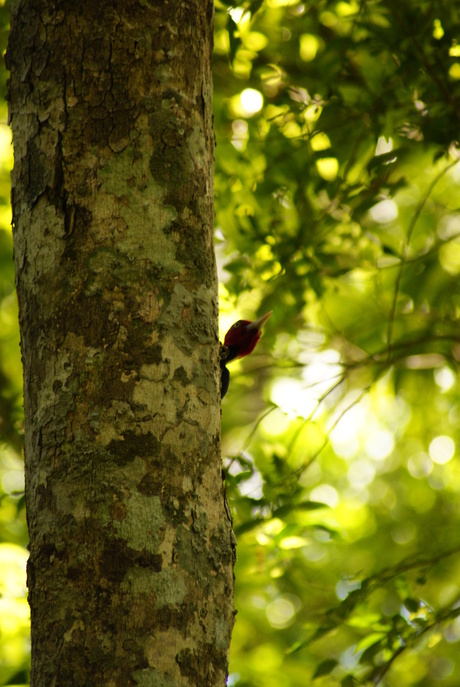 pajÃ¡ro carpintero/lineated woodpecker