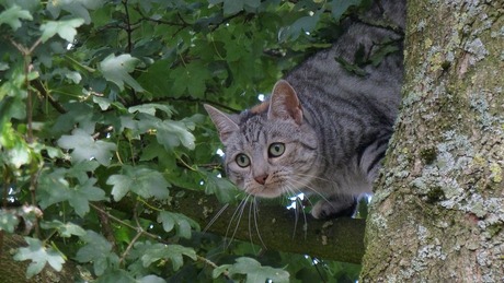 de kat uit de boom kijken