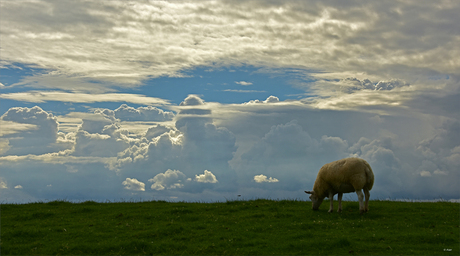 De Waddenzeedijk