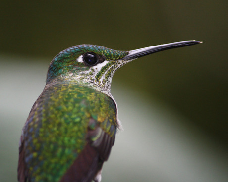 Kolibrie Costa Rica