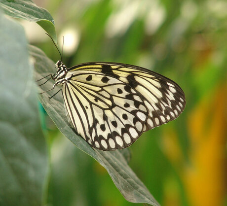 Vlinder op blad