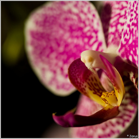 Orchidee