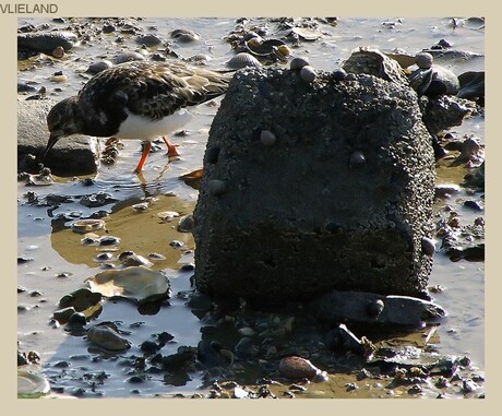 Het wad.