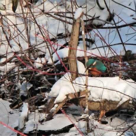 Vissende IJsvogel gespot