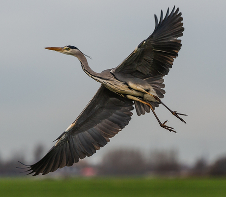 reiger