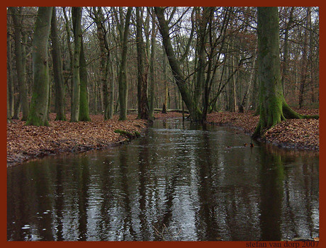 bomen om je heen