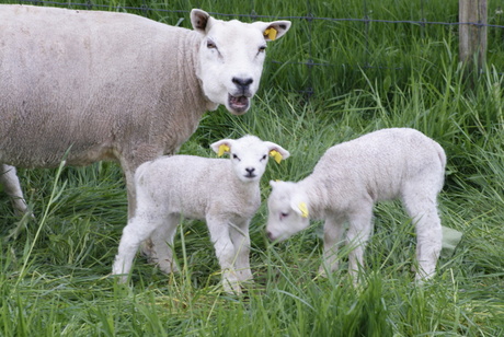 schapen en lammetjes