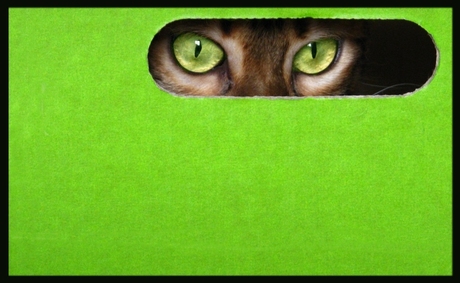 Kat in 't groen
