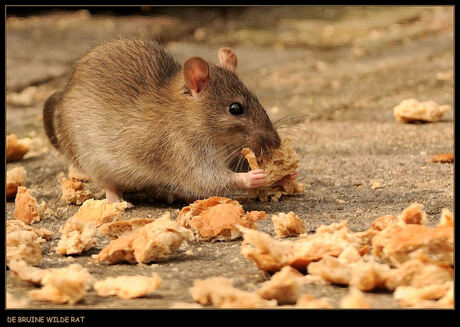 De bruine wilde rat.