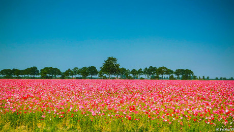 Klaprozenveld op het eiland Tholen