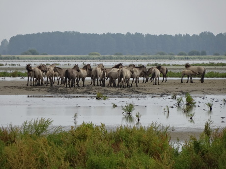 Konikpaarden