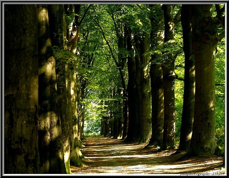 zonnetje tussen de bomen door.