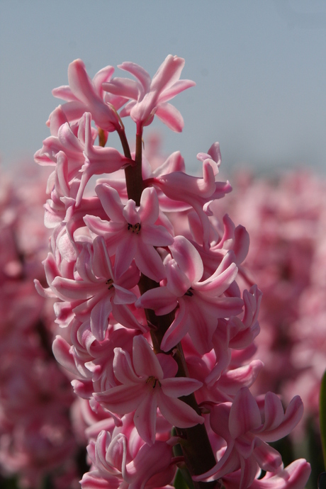 hyacint in de lente zon