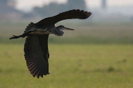 Reiger in de vlucht