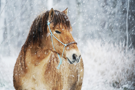 Pony in de sneeuw