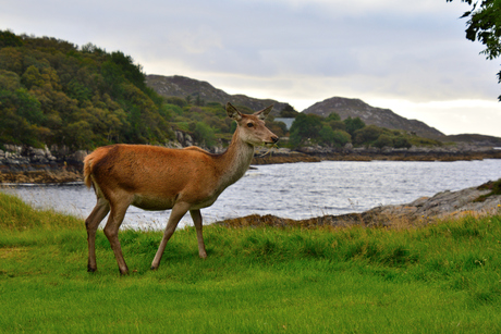 Red Deer Hinde