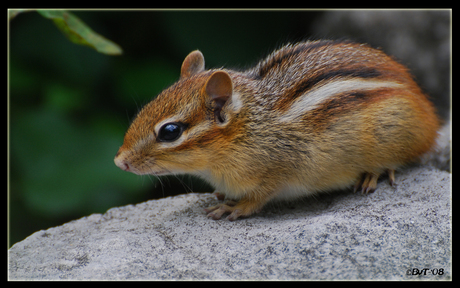 The Chipmunk