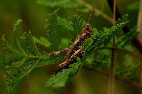 grasshoper