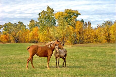 Tenderness