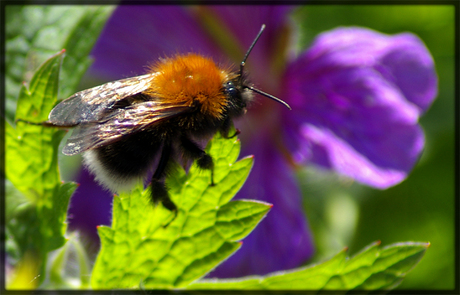 Hommel