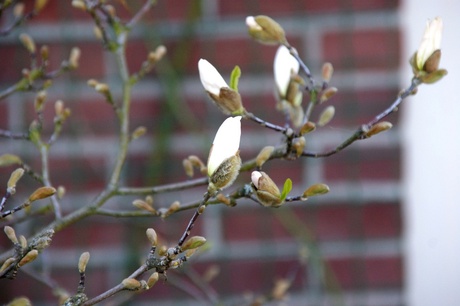 De lente is weer begonnen