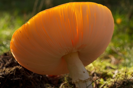 Herfst Leenderbos