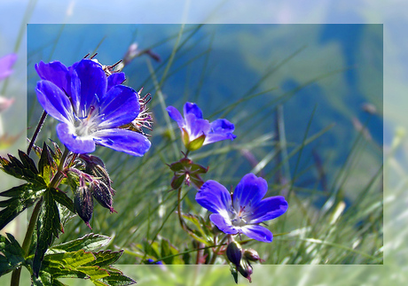 (Alpen)bloemen