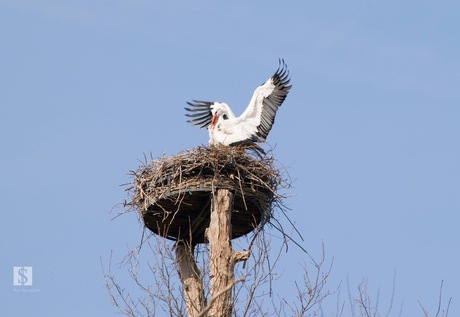 Ooievaars op het nest