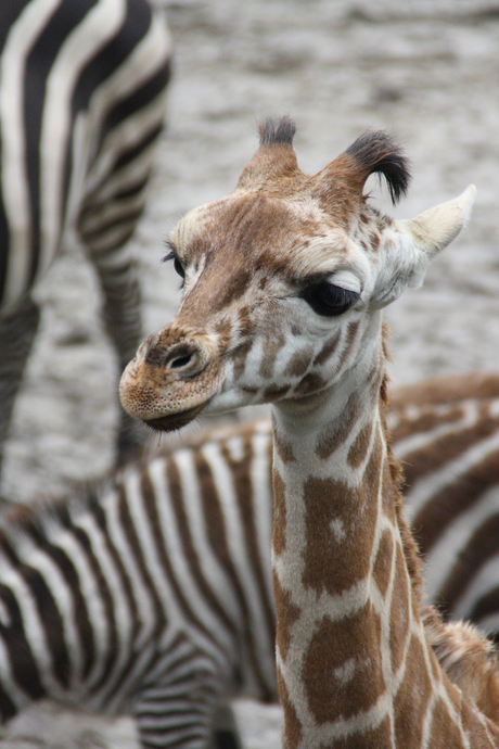 Baby giraffe