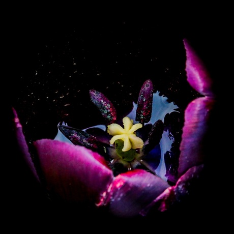 Regenwater in prachtige tulp!