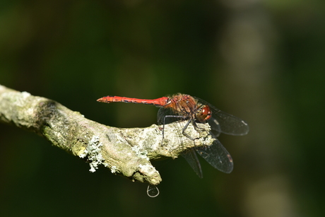 Libelle op tak