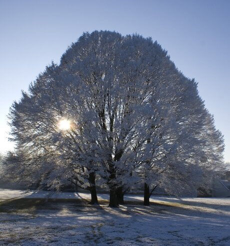 Winter tree