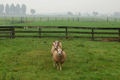 Schapen