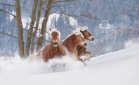 paarden actie in de sneeuw